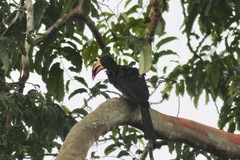 Lophoceros fasciatus