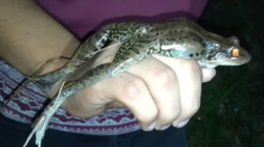 Leptodactylus insularum