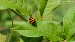 Cryptocephalus trifasciatus