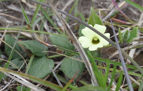 Image of Thunbergia capensis by (c) Andrew Gillespie, some rights reserved (CC BY-SA)