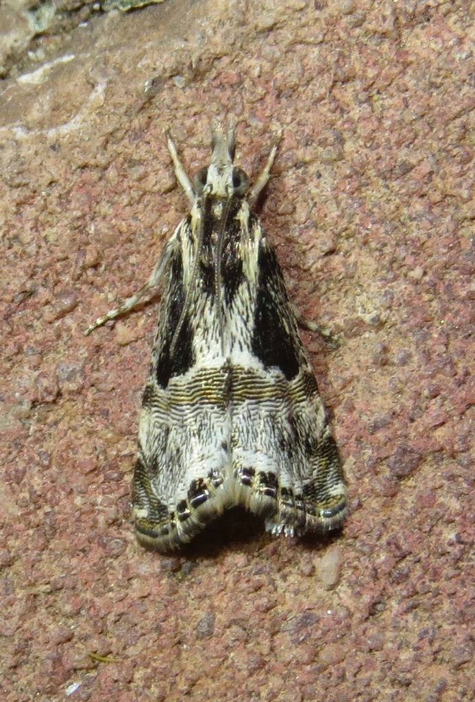 Euchromius nigrobasalis