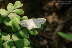 Scopula propinquaria