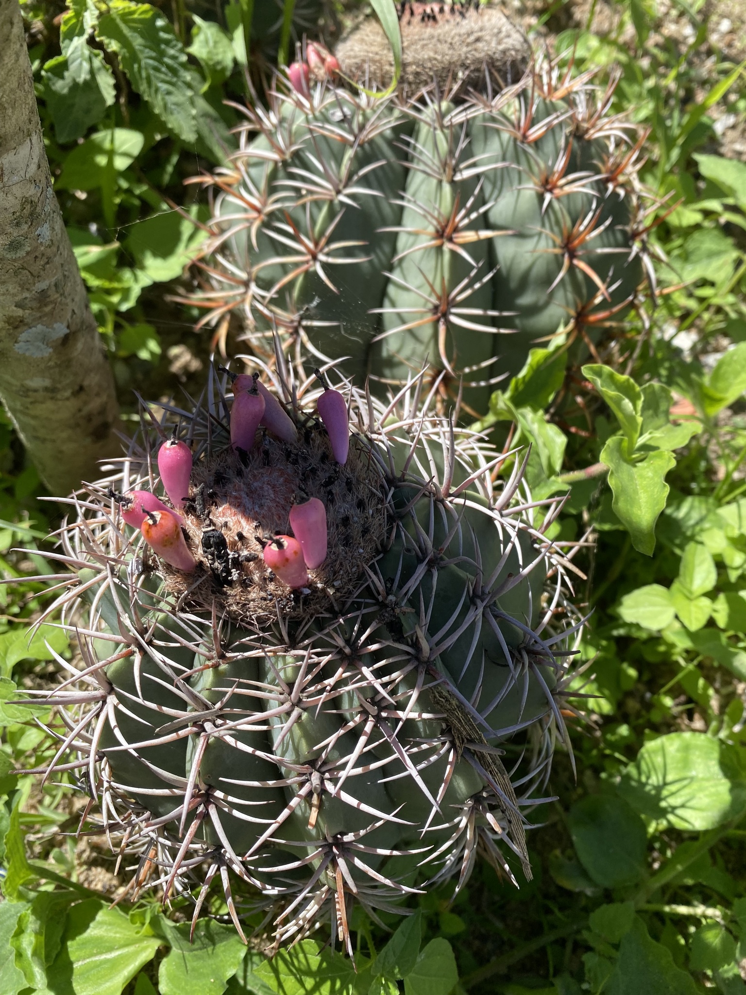Melocactus zehntneri