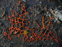 Willkommlangea reticulata