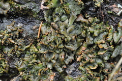 Dermatocarpon reticulatum