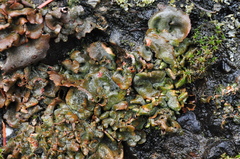Dermatocarpon reticulatum