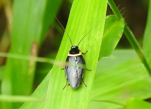 Pallid Sun Roach photo 2