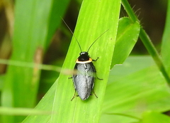 Hemithyrsocera palliata
