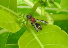 Ropalidia erythrospila