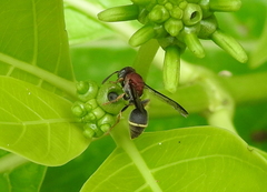 Ropalidia erythrospila