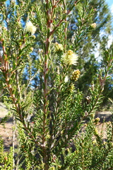 Melaleuca pustulata