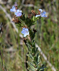 Lobostemon trigonus