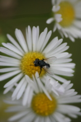 Leucostoma