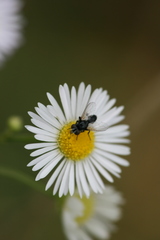 Leucostoma