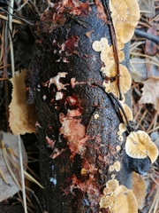 Phanerochaete sanguinea