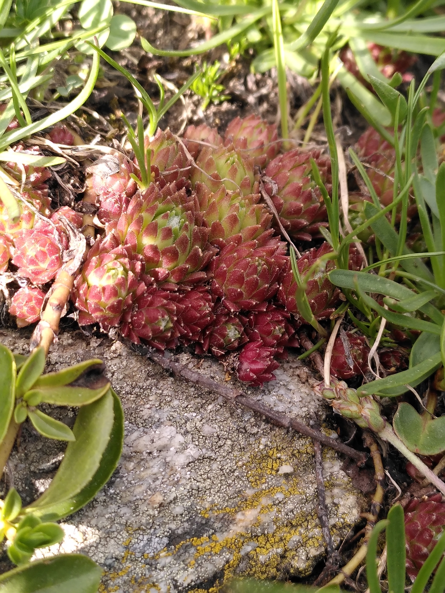 Sempervivum 'Charolensis'
