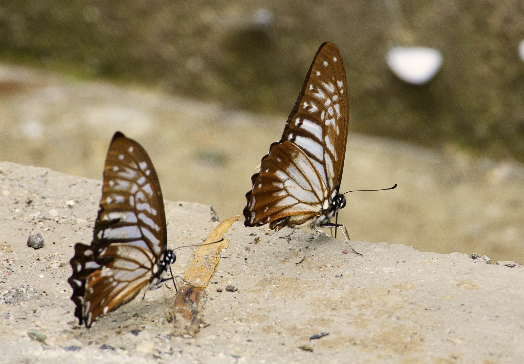 Lesser Zebra