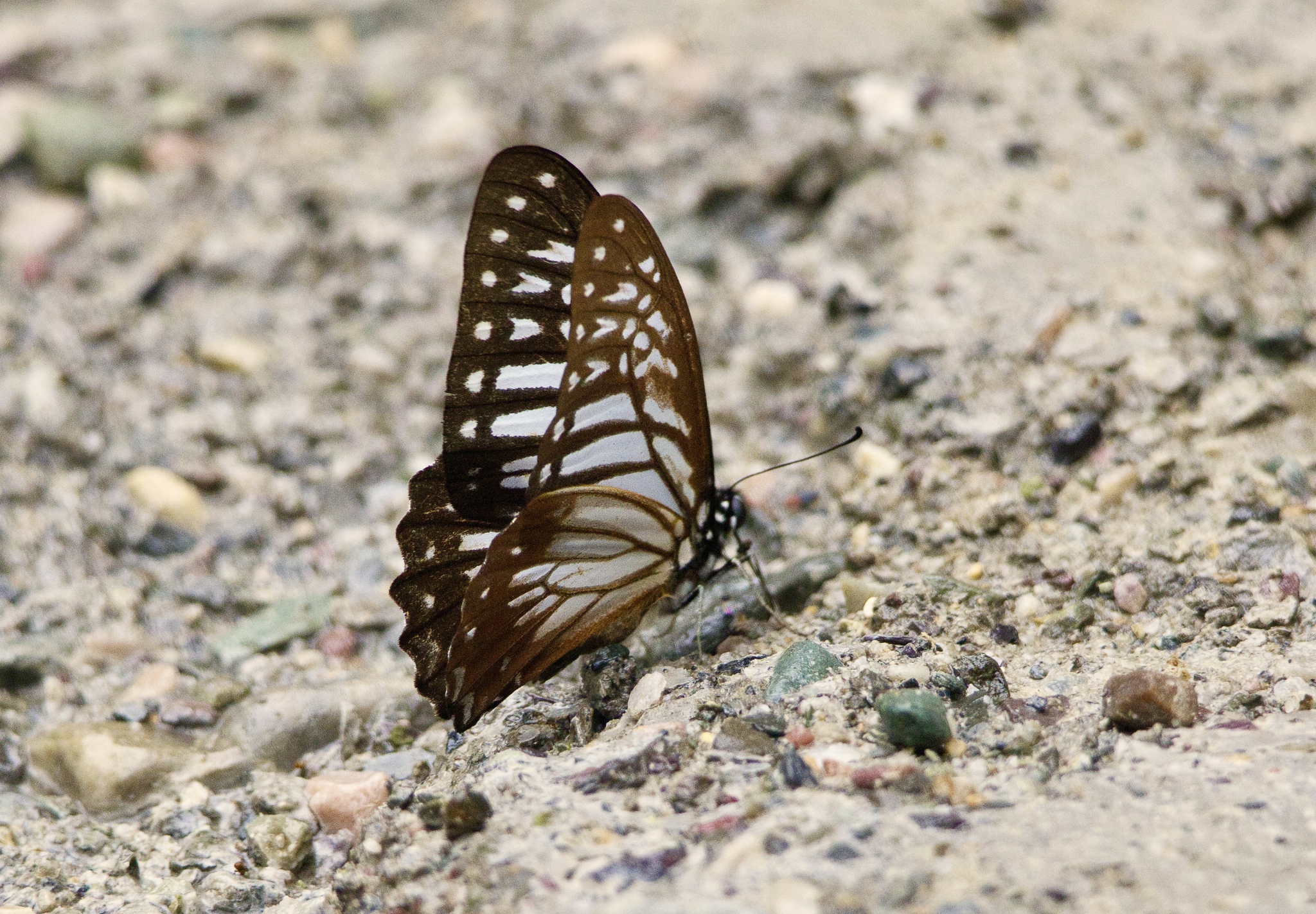Lesser Zebra