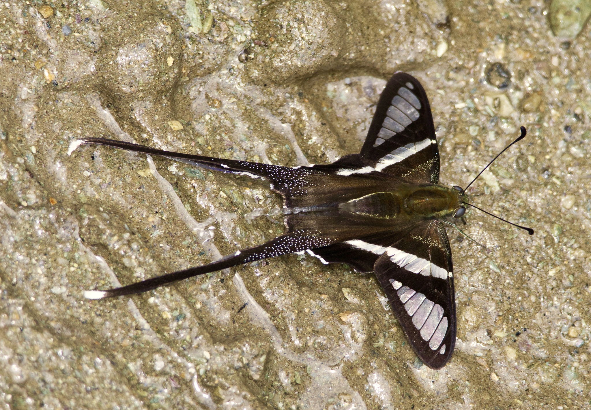 White Dragontail