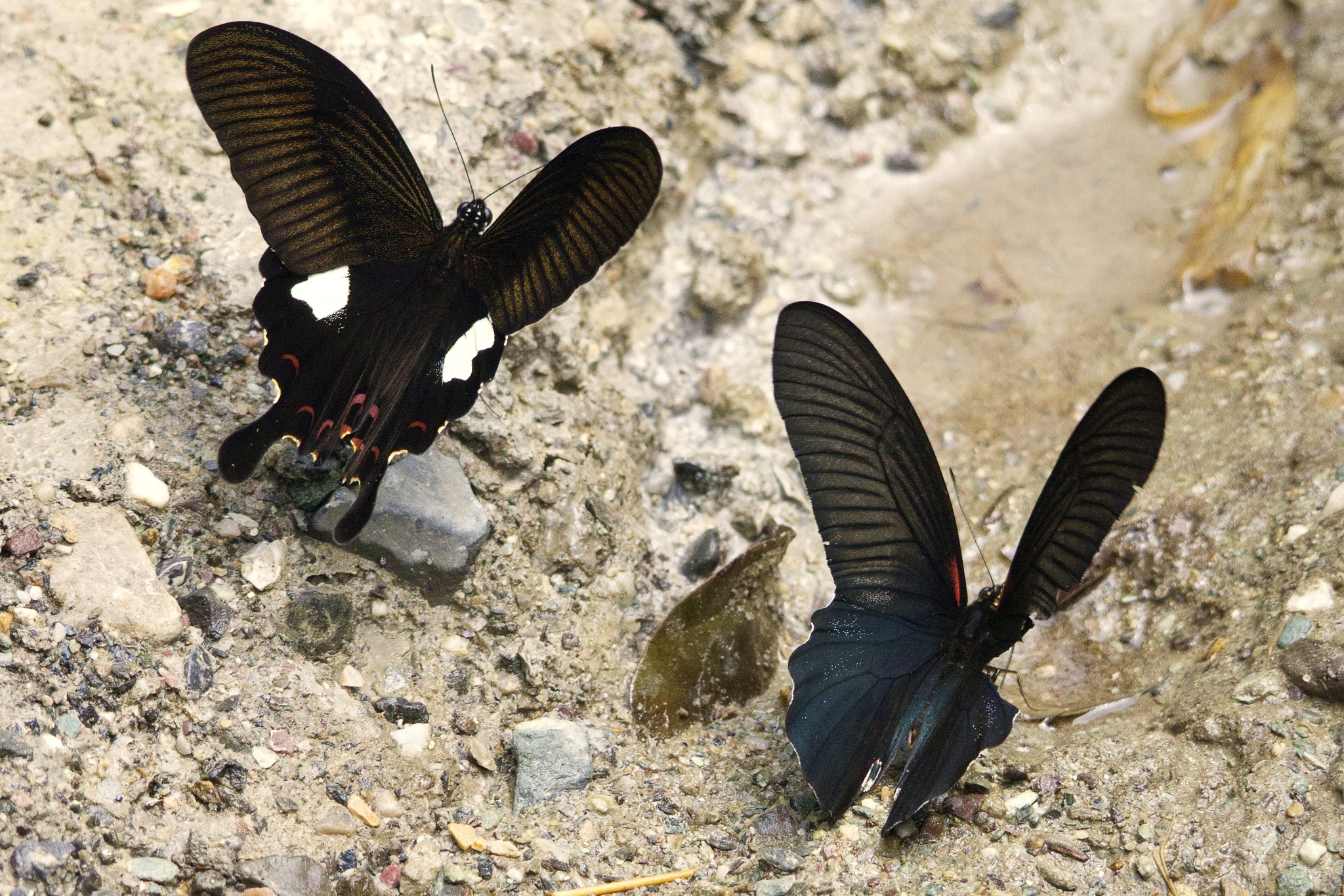 Red-Breasted Mormon