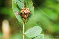 Neoscona menghaiensis