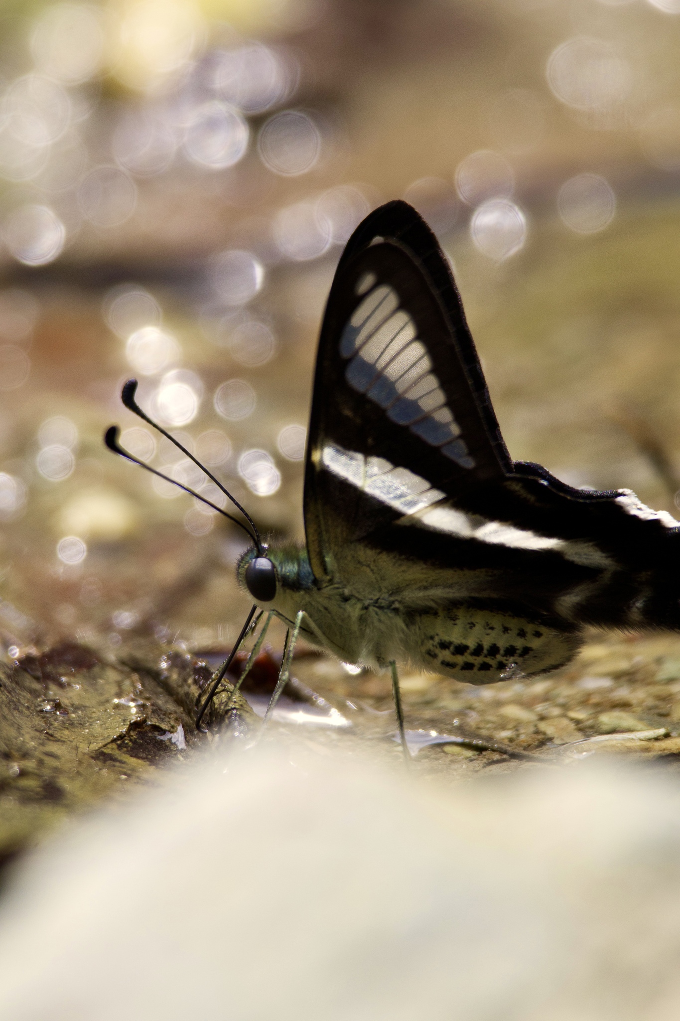 White Dragontail