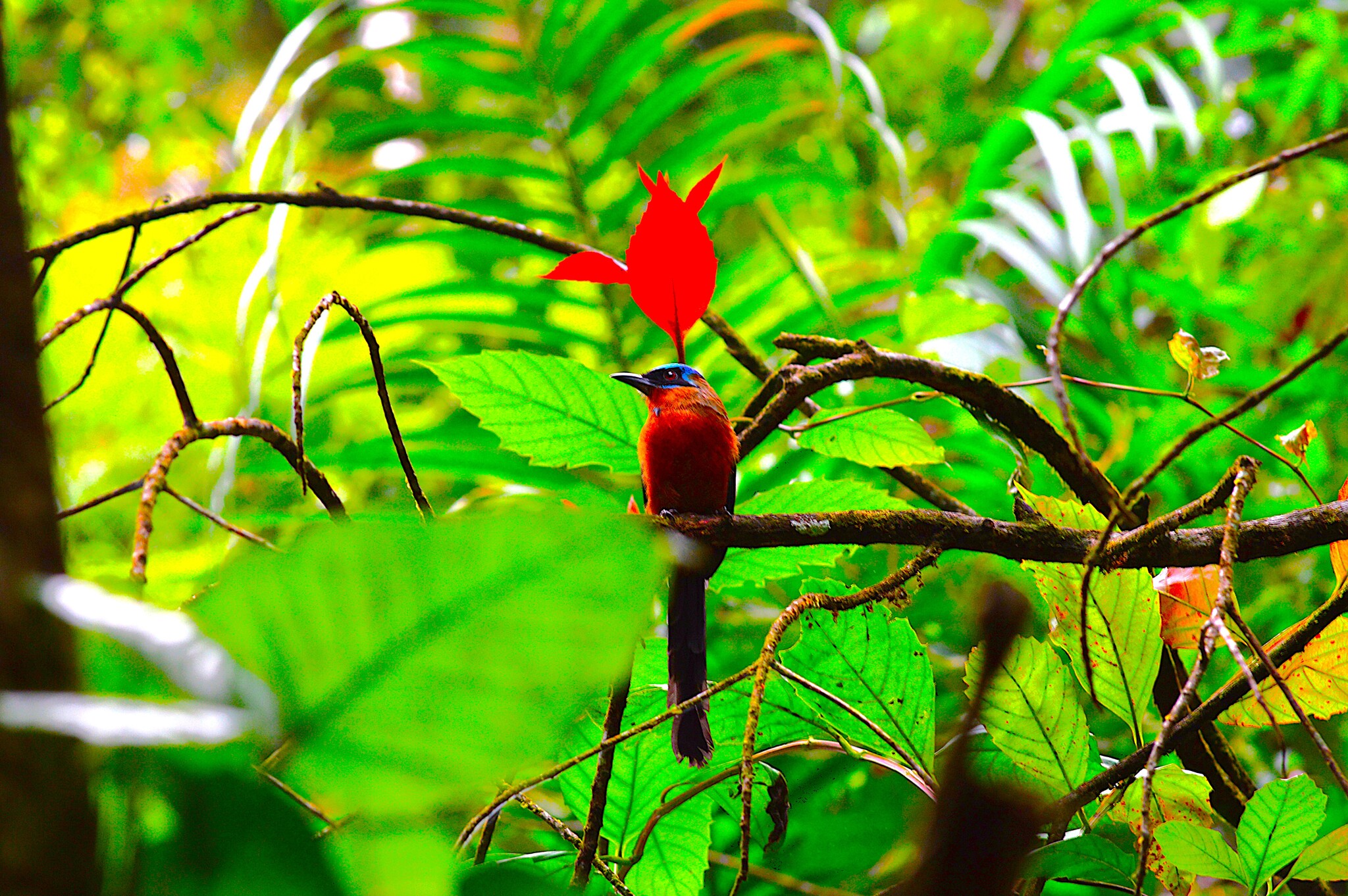 Trinidad Motmot (Momotus bahamensis), photo 3