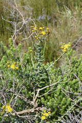Senecio ilicifolius