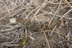 Woodworthia southern alps