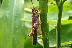 Trilophidia annulata