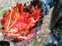 Phanerochaete sanguinea