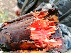 Phanerochaete sanguinea