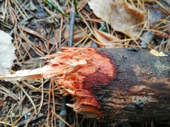 Phanerochaete sanguinea