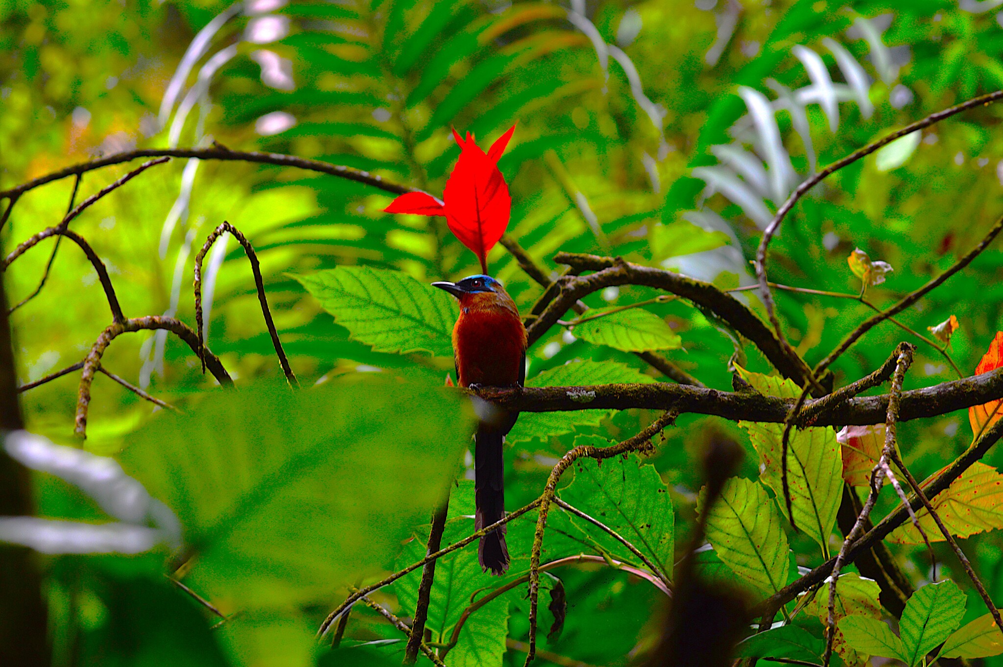 Trinidad Motmot (Momotus bahamensis), photo 4