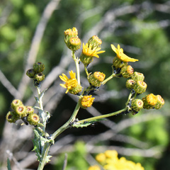 Senecio ilicifolius