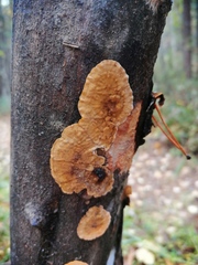 Phanerochaete sanguinea