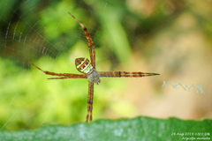 Argiope minuta