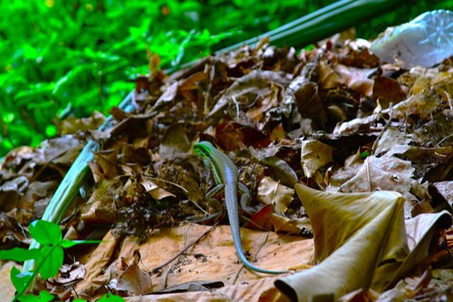 Amazon Racerunner, Ameiva atrigularis