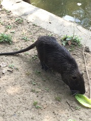 Myocastor coypus
