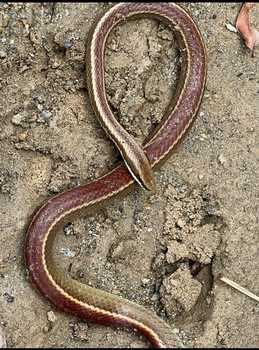 Simon's Racer