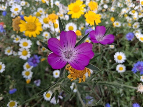 Agrostemma githago