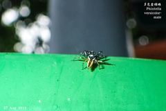 Phintelloides versicolor