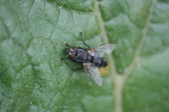 Voria ruralis
