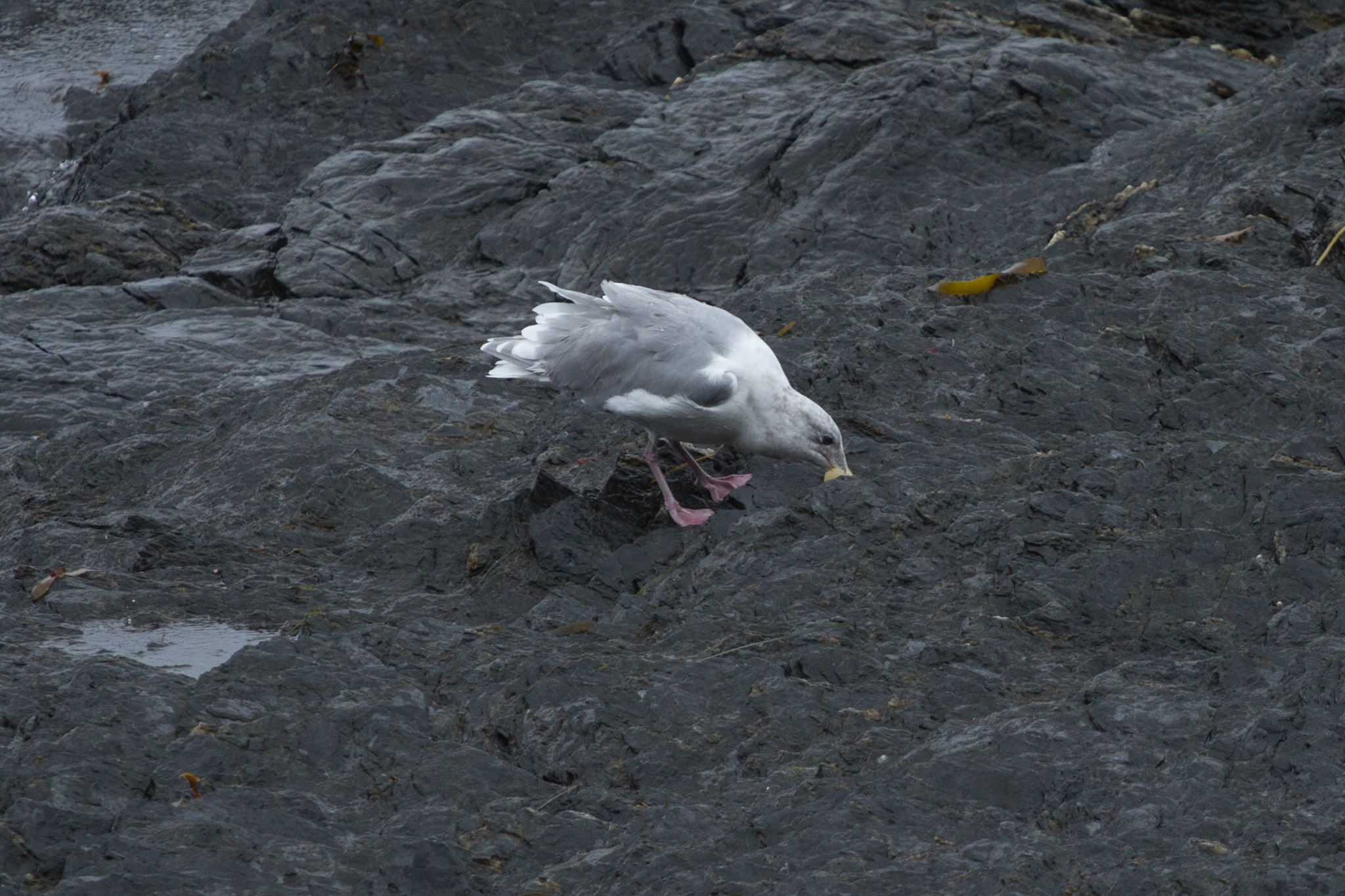 Glaucous-winged Gull
