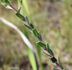 Lobostemon trigonus