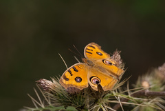 Junonia almana almana