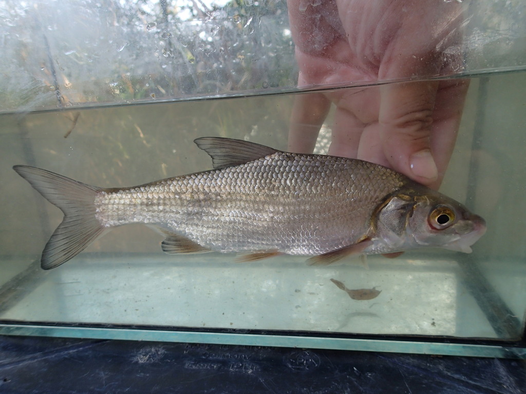 Macedonian Vimba