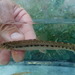Struma Spined Loach - Photo (c) dkommatas, some rights reserved (CC BY-NC), uploaded by dkommatas