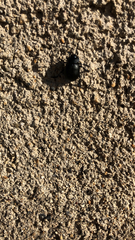 Timarcha tenebricosa