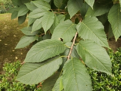 Prunus campanulata